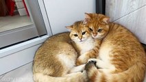 Kitten  hugs his sister . Too cute