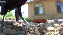 Raven Tries To Eat Camera