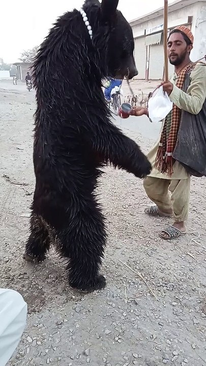 Bear, Reels Viral video