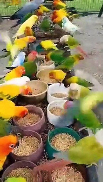 Colourful parrots
