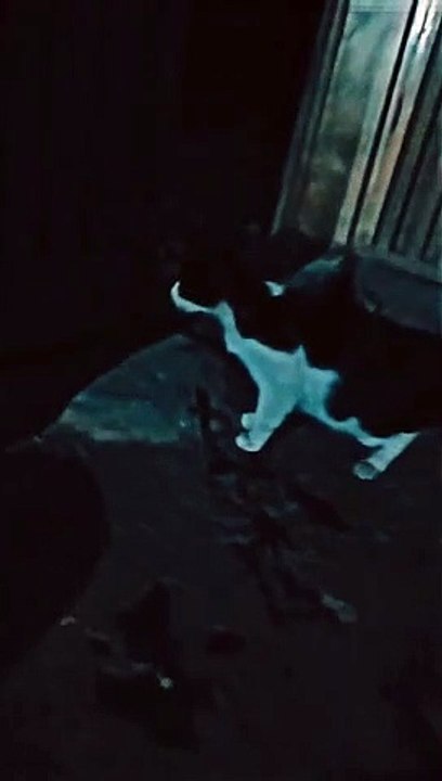 Cute cat 