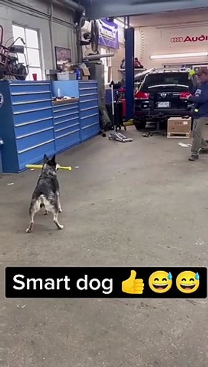 Funny dog play cricket