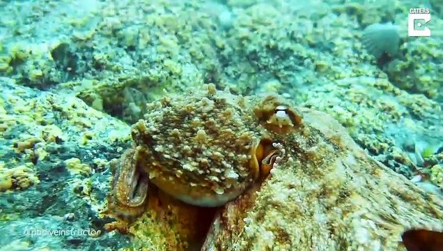 Ce poulpe tient la main de ce plongeur... adorable