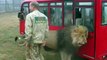 Des touristes s'approchent de  lions... même pas peur