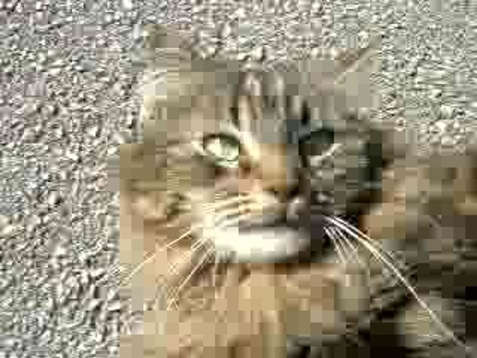 Gros chat