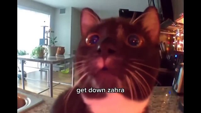 It's To LAUGH When Watching This Video Of The FUNNIEST CATS On Earth - Funny Cats Life