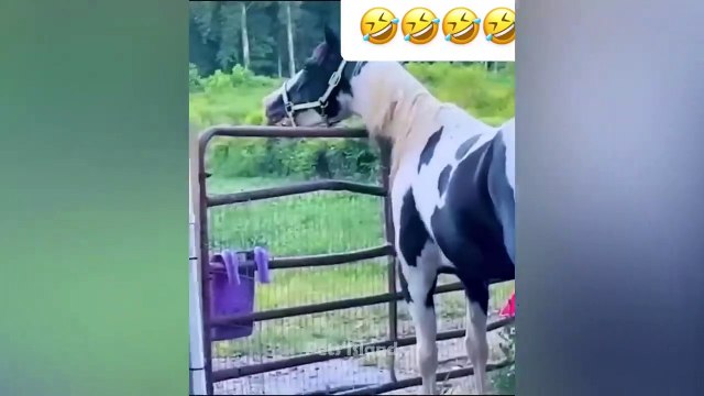 Dog Scared Of Lightning Strike - Funniest Animals Caught On Camera_ Pets Island