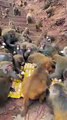 Monkeys   Funny vedio