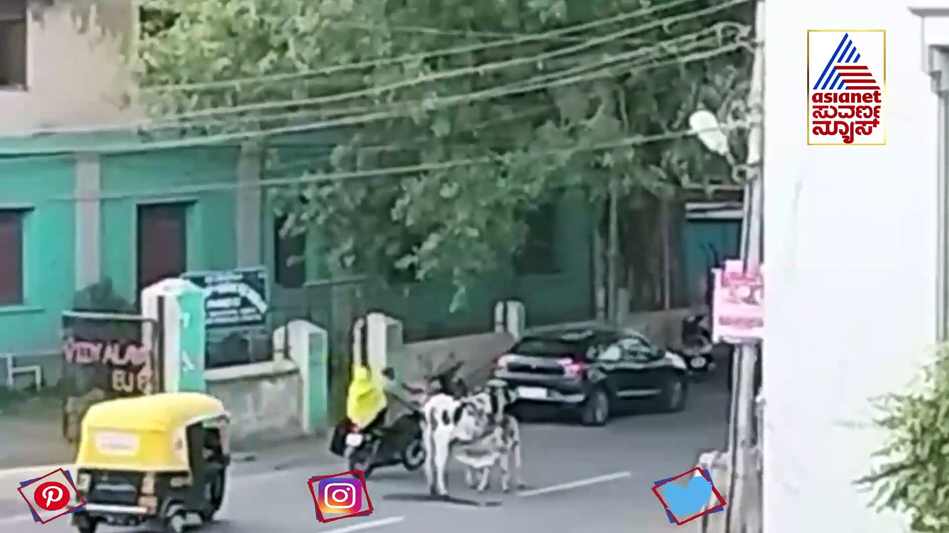 ನಡು ರಸ್ತೆಯಲ್ಲೇ ಕರುವಿಗೆ ಹಾಲುಣಿಸಿದ ಗೋವು : ವಾಹನಗಳ ಹಾರ್ನ್‌ಗೆ ಜಗ್ಗದೆ ಮಾತೃಹೃದಯಕ್ಕೆ ಸಾಕ್ಷಿಯಾದ ಆಕಳು !