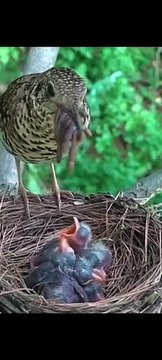 Mother Bird Feeding Baby Bird in Nest