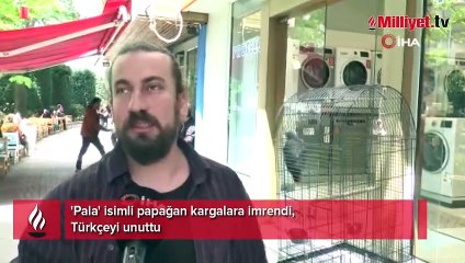 Adana’dan konuşarak gelen papağan Eskişehir'de 'karga' oldu