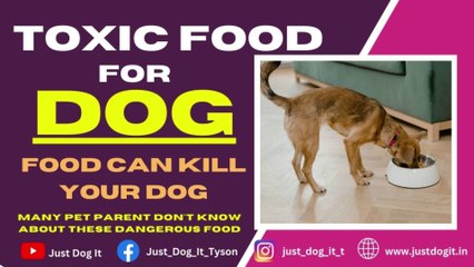 Toxic Food for Dogs | Dangerous foods for dogs | Food Your dog should never eat