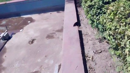 भारत माता चौक बदहाल: टूटी रेलिंग, जर्जर फव्वारा, क्षतिग्रस्त स्थल, उजडी हरियाली