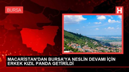 MACARİSTAN'DAN BURSA'YA NESLİN DEVAMI İÇİN ERKEK KIZIL PANDA GETİRİLDİ
