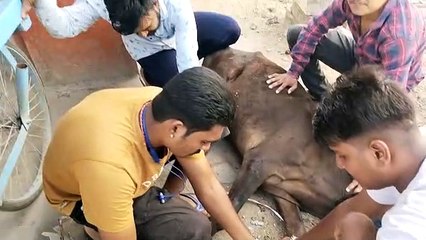 एक फोन पर गौवंश की सेवा को दौड़े चले आते हैं पार्थ जोशी