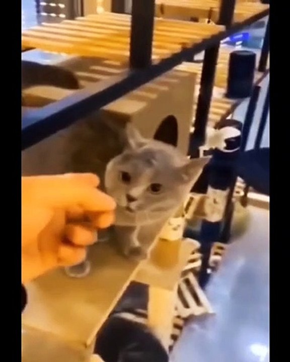 Funny cat videos try not to laugh _ Funny animal videos 2023_ Funny cat videos