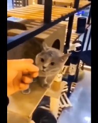 Funny cat videos try not to laugh _ Funny animal videos 2023_ Funny cat videos