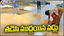 Heavy Rains Damage Paddy Crop At Kama Reddy | V6 News