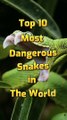 Top 10 Most Dangerous Snakes in the world#short #snakes @Shawfact