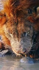 Turtle chases lion away from his waterhole