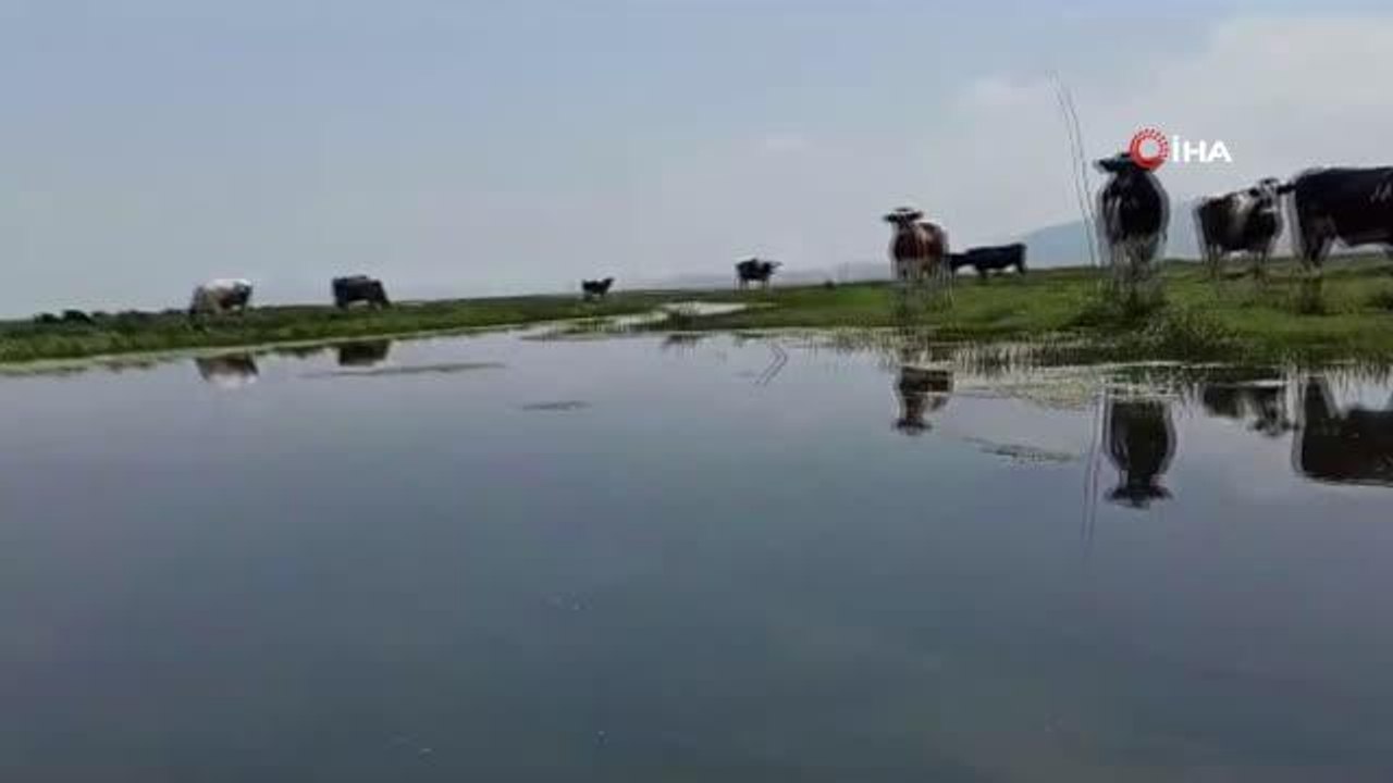 Nilüfer tarlası doğaseverlerle buluşmak için gün sayıyor