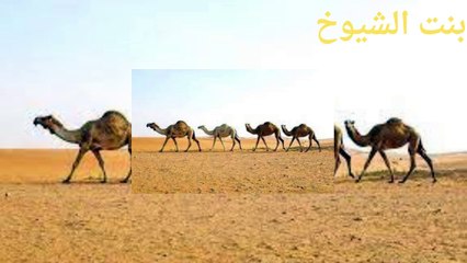 قصة وقصيدة مجالس البادية