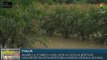 Agricultores italianos regresan a sus cultivos luego de fuertes inundaciones