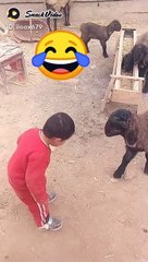 Small kid vs sheep fight