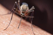 Científicos Revelan El Olor Que Atrae A Los Mosquitos