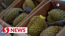 Southeast Asian durian sales rise in Guangxi as durian season arrives