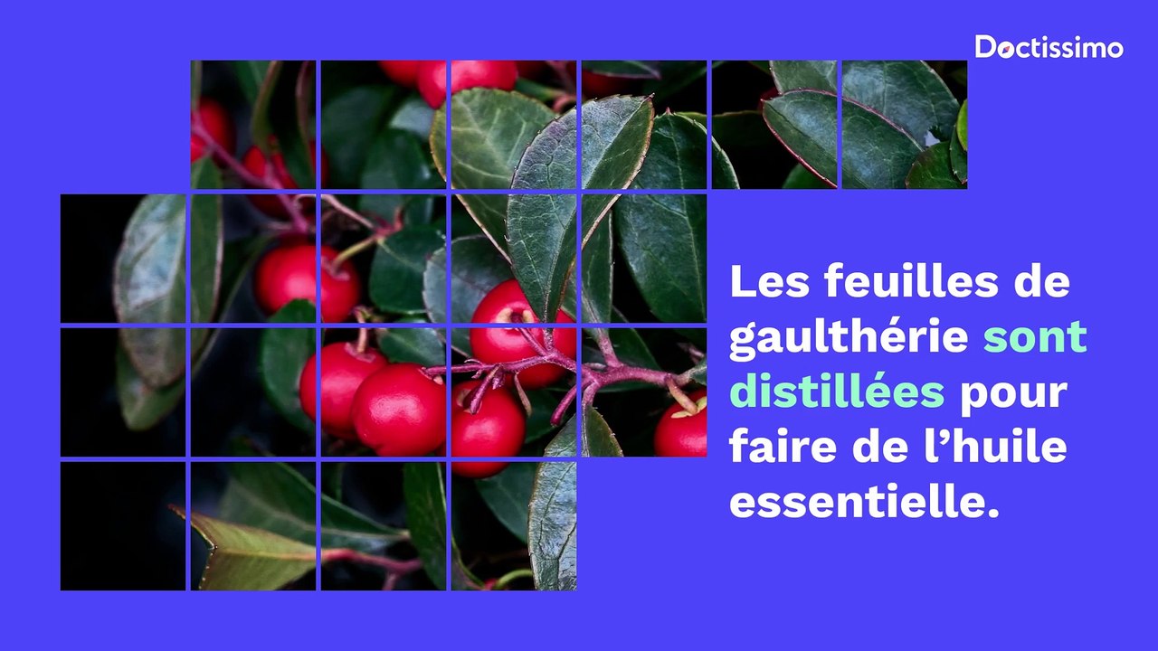 Tout ce qu'il faut savoir sur l'huile essentielle de Gaulthérie