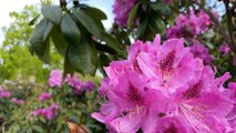 Gardening Matters with Andy Hutchinson: Ep 6 - Temple Newsam Rhododendrons