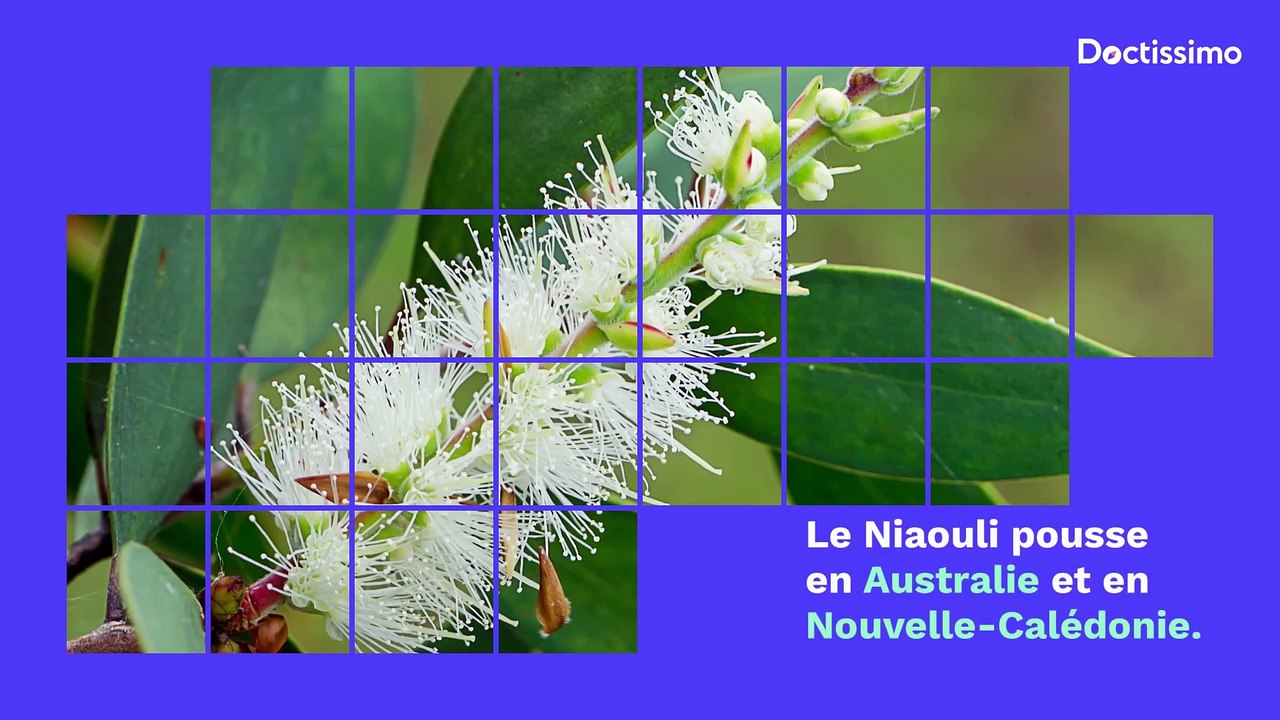 Les bienfaits de l'huile essentielle de Niaouli