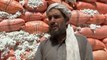 Afghan farmers struggle to turn profits with cotton after Taliban poppy, opium ban