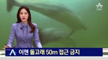 이젠 돌고래 50m 접근 금지…제트스키 몰던 일행 첫 적발