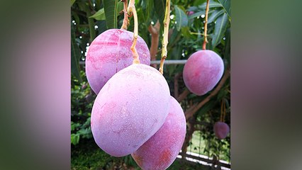 World's Most Expensive Mango 1 आम का Price जानकर Shocked हो जाएंगे | Boldsky