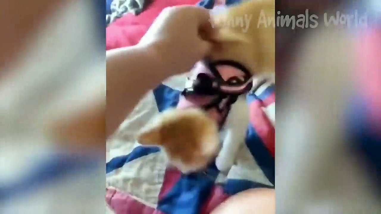 Funny Animal Videos 2023  - Funniest Dogs and Cats Videos