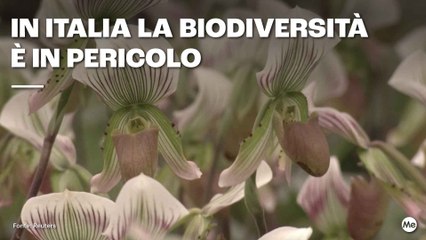 In Italia la biodiversità è in pericolo