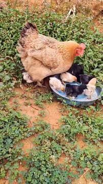 Cutes dogs_ Cutest dogs in the world _ Cute dogs clips 2023 #viral #animals