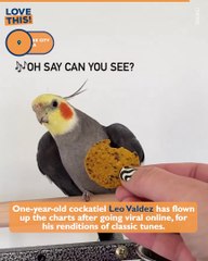 PARTY PARROT jams to tunes!