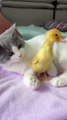 The duckling quacks, and the duckling wakes up the sleeping kitten! The kitten is not angry. #可愛い猫