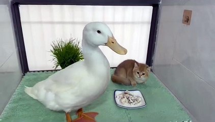 Kittens are a little nervous when they meet grown-up ducks.