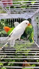 Love birds  @cute #foryou