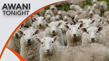 AWANI Tonight: New Zealand has fewer than five sheep per person, lowest ever ratio
