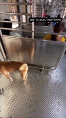 Cão apanha comboio sozinho diariamente sempre com mesmo trajeto