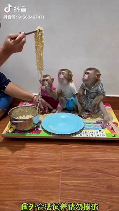 Monkeys Want To Eat Noodles | Monkeys Funny Moments | Animals Funny Moments | Cute Pets #monkeys #4u