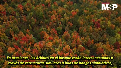 La hipótesis del árbol madre y las conexiones subterráneas entre los árboles - #EspecialMSP