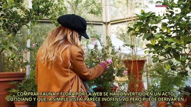 Especies invasoras: la amenaza de comprar plantas o insectos por internet - #EspecialMSP