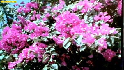 Pooja Ki Vidhi Na Jaanu/ Zeenat Amaan, Lata Mangeshkar/ Deewangee 1976