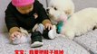 Dog Helping The Baby To Taking off socks | Dog Funny Moments | Animals Funny Moments | Cute Pets #4u